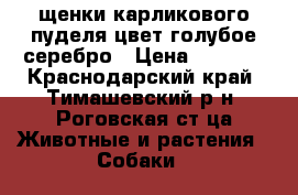 щенки карликового пуделя цвет голубое серебро › Цена ­ 4 000 - Краснодарский край, Тимашевский р-н, Роговская ст-ца Животные и растения » Собаки   